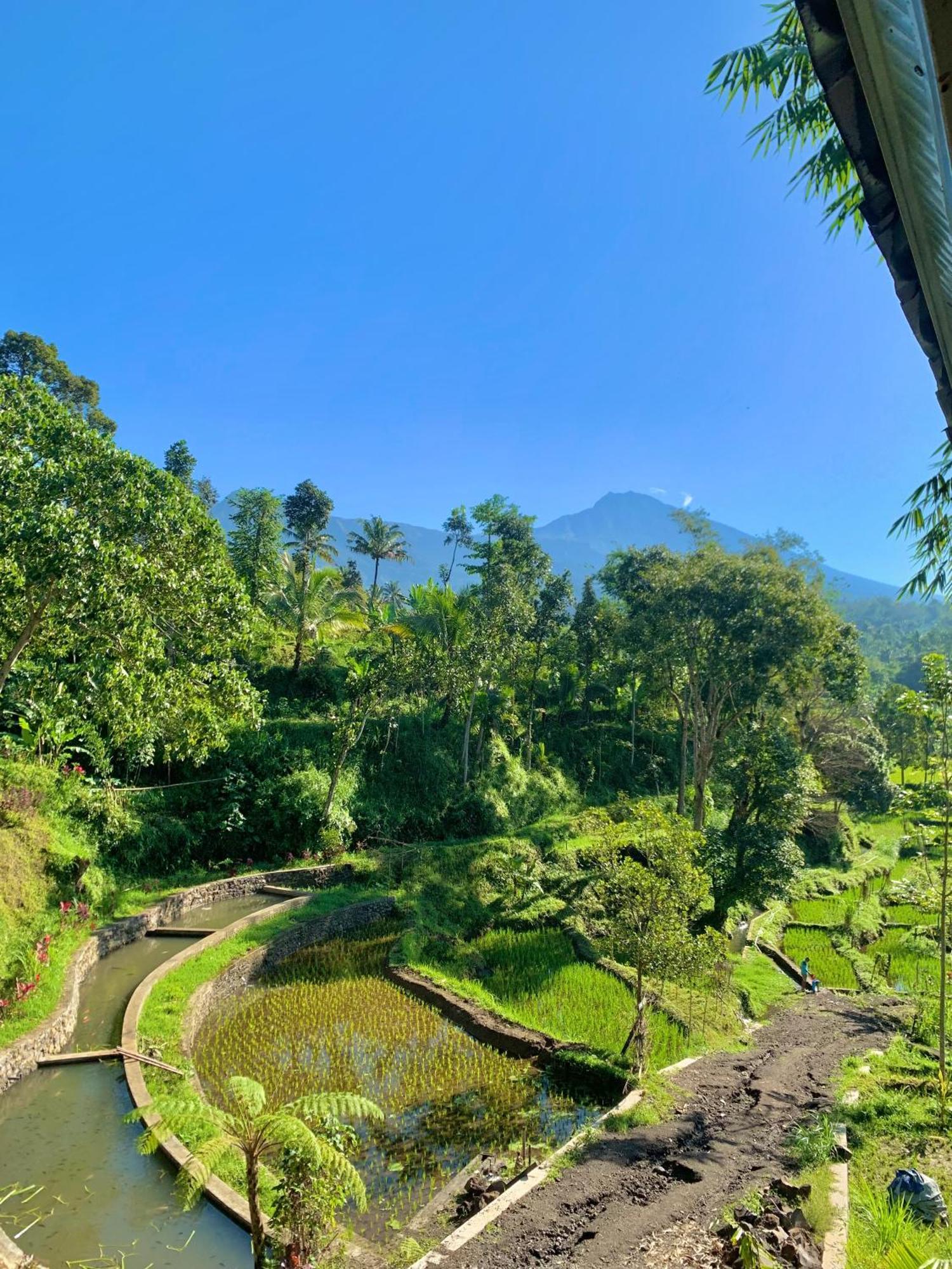 The Alam Tetebatu Bungalow & Restaurant المظهر الخارجي الصورة