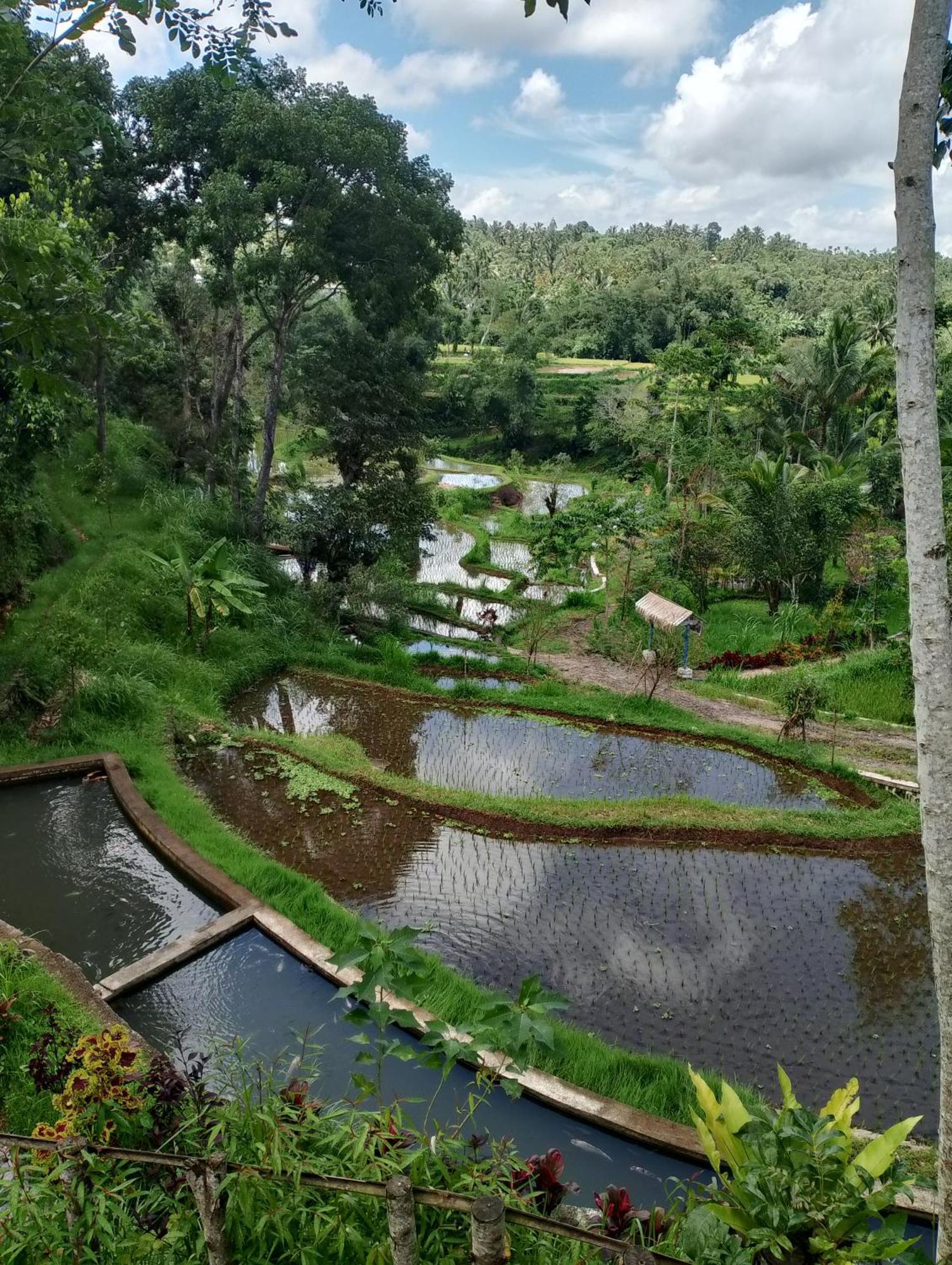 The Alam Tetebatu Bungalow & Restaurant المظهر الخارجي الصورة